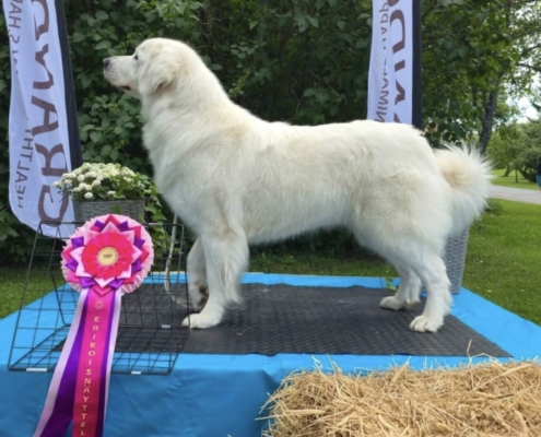 080826_VSP